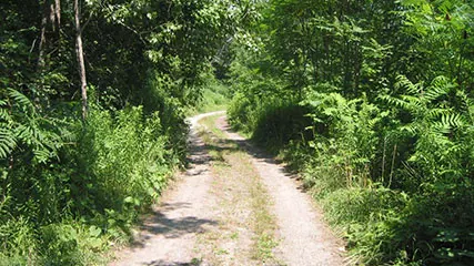 Ground-level view of Baden Powell Park