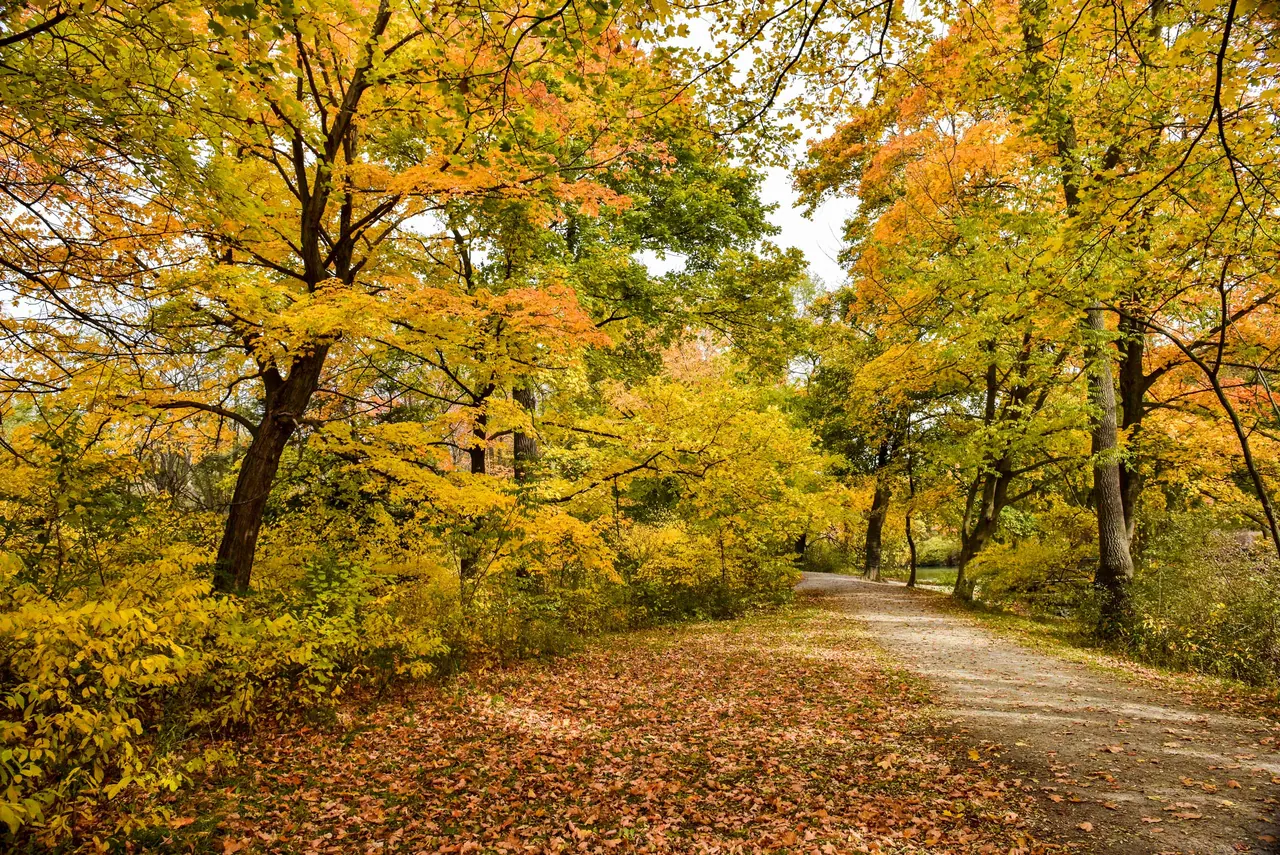 Ground-level view of Dufferin Islands